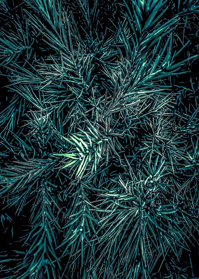 green spiky plant