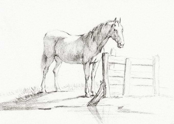 Standing Horse At A Fence
