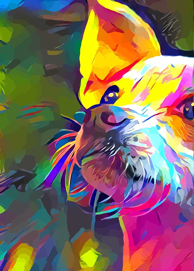 Chihuahua