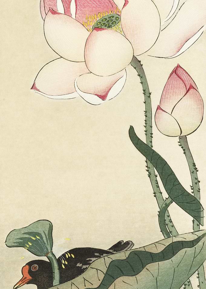 Gallinule With Lotus Flowe