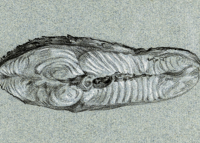Moot Cooked Salmon 1807 By