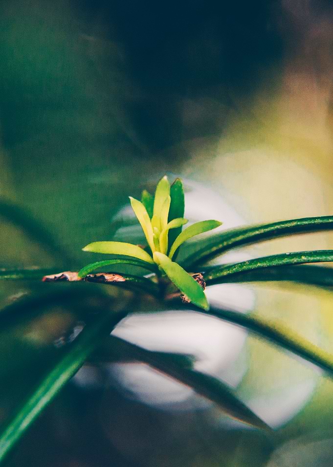 Lonely Green Plant