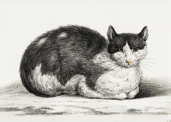 Lying Cat 1800 By Jean Ber