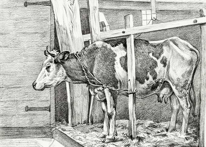 Standing Cow 1812 By Jean