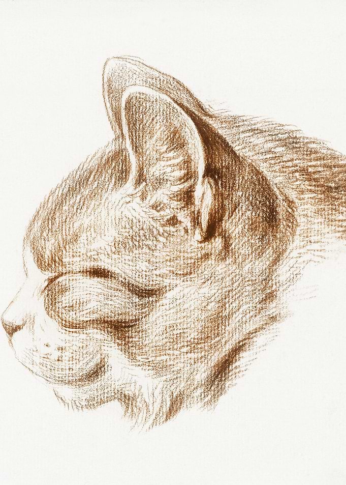 Sketch Of A Cat 1813 By Je