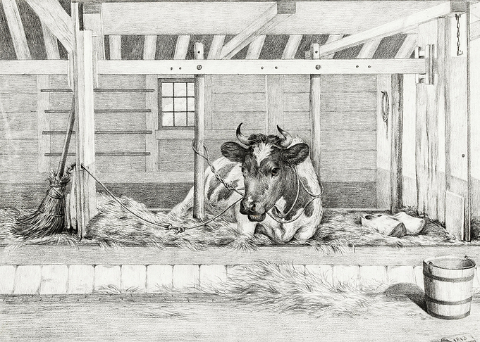 Lying Cow 1813 By Jean Ber