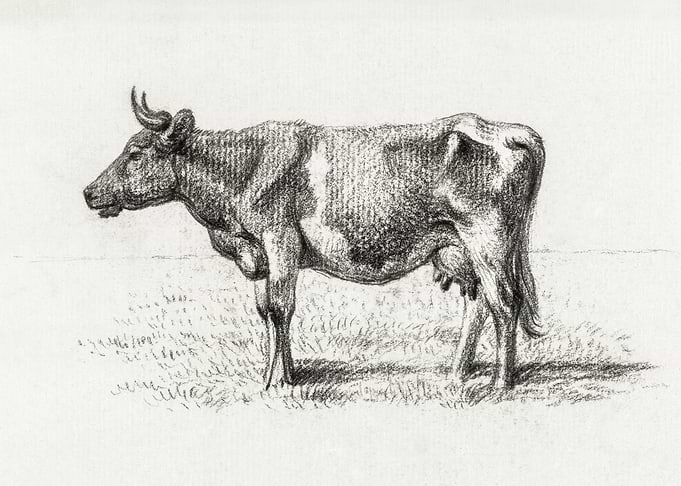 Standing Cow By Jean Berna