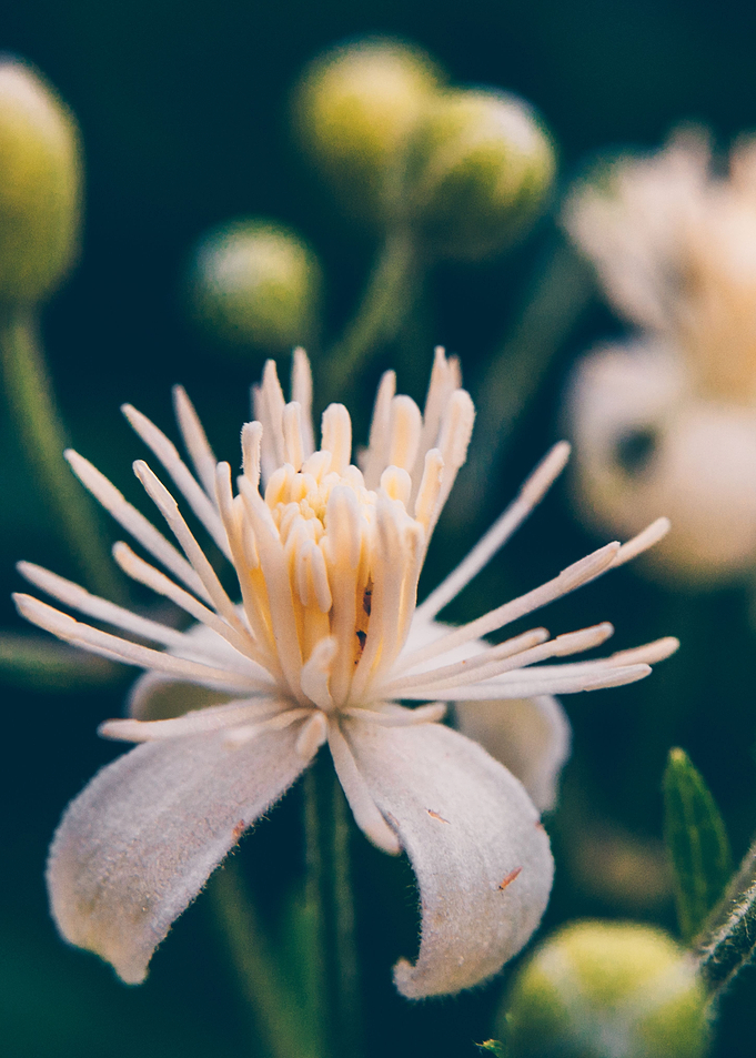 Blossoming Flower
