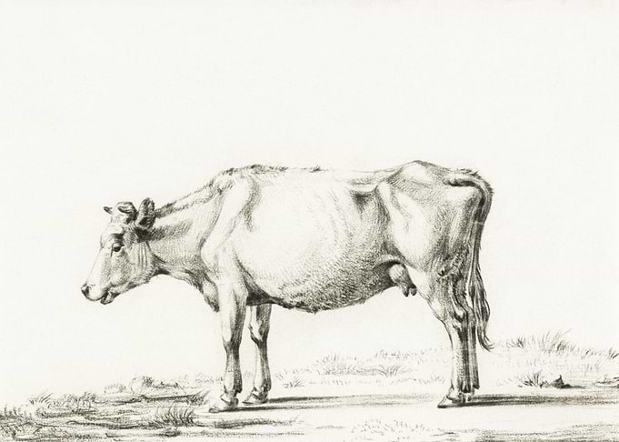 Standing Cow By Jean Berna