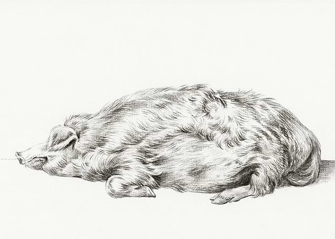 Lying Pig By Jean Bernard