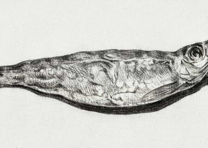 Sprat By Candlelight 1803