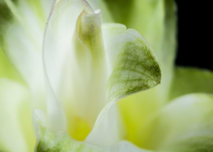 Echeveria Blossom