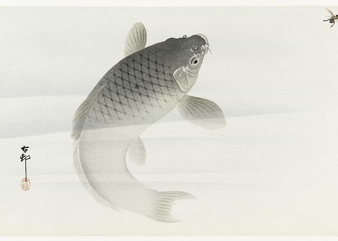 Carp And Fly 1900 1930 By