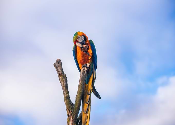 Parrot and Blue Sky