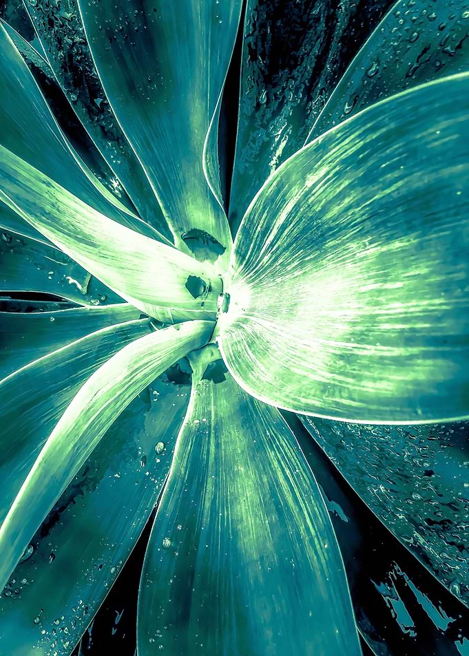 green succulent