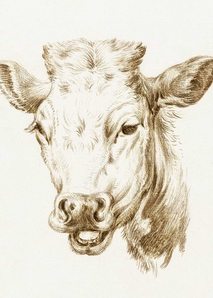 Head Of A Cow By Jean Bern