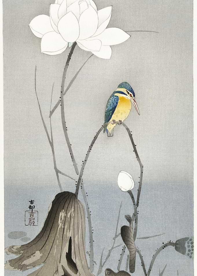 Kingfisher With Lotus Flow