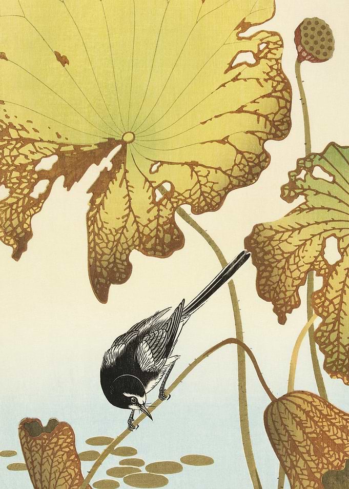 Japanese Wagtail On Lotus