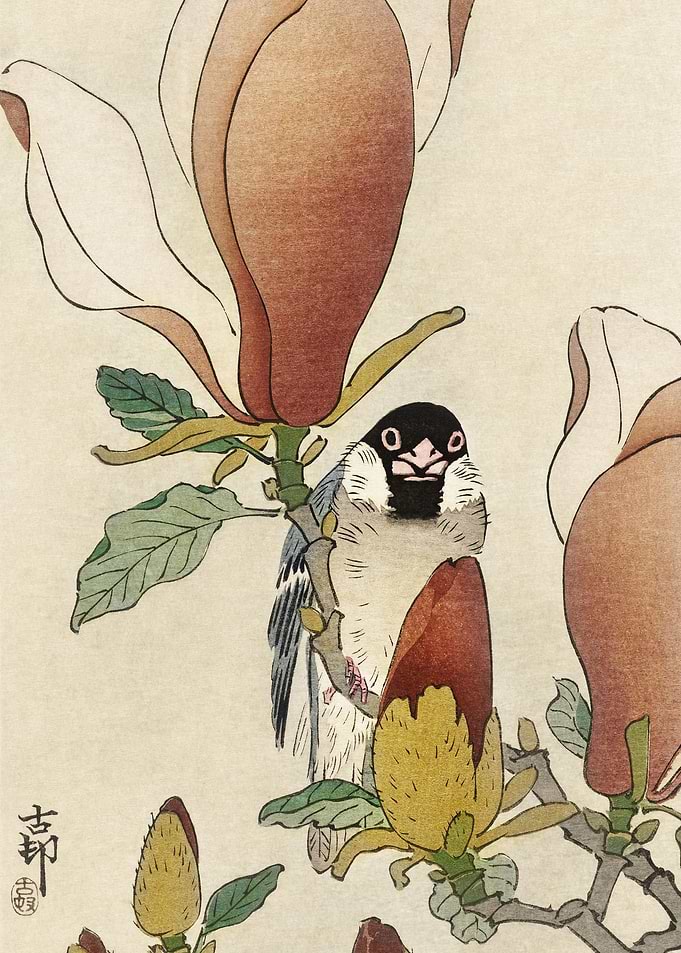 Sparrow On Blooming Magnol