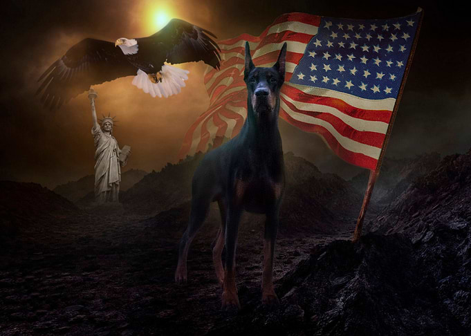 American flag Doberman