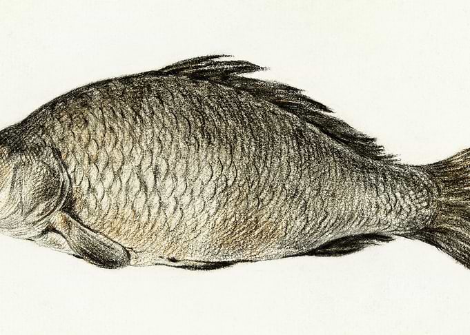 Fish By Jean Bernard 17751