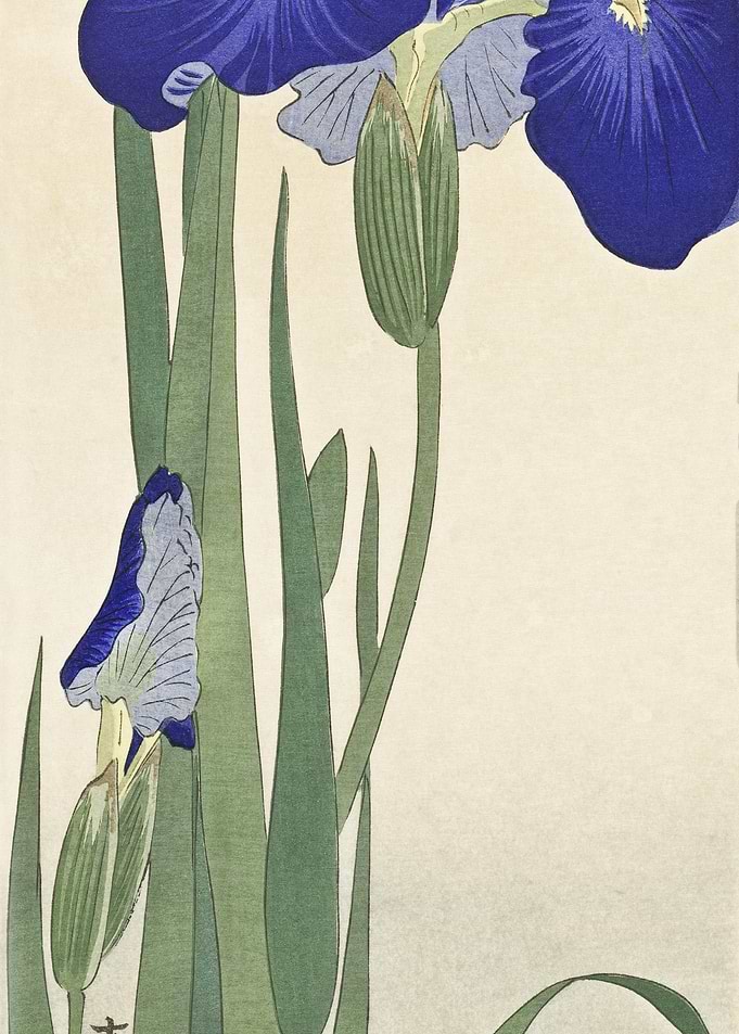 Blue Irises 1900 1930 By
