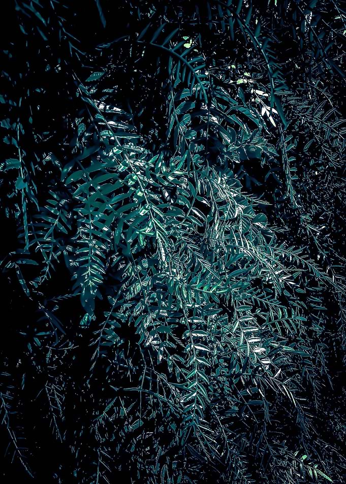 green leaves