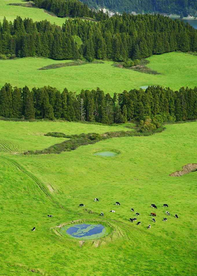 Green pastures