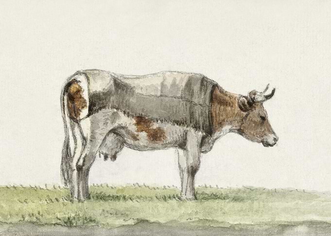 Standing Cow With Blanket