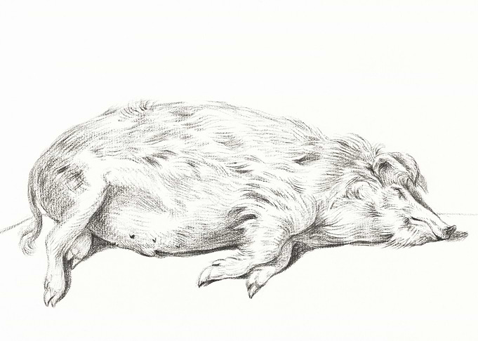 Lying Pig By Jean Bernard