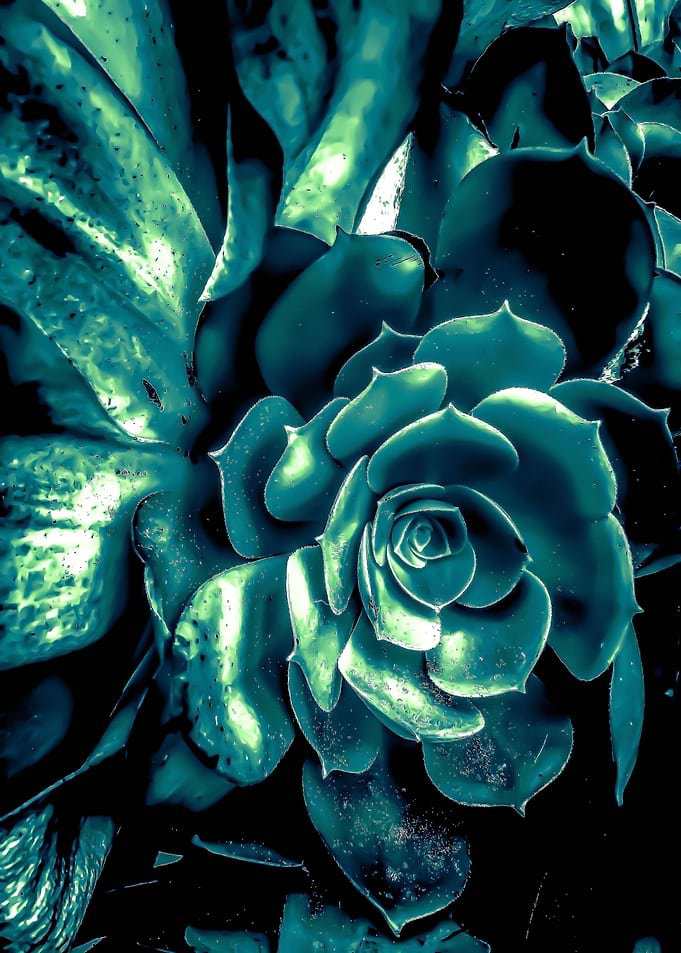 green succulent plant