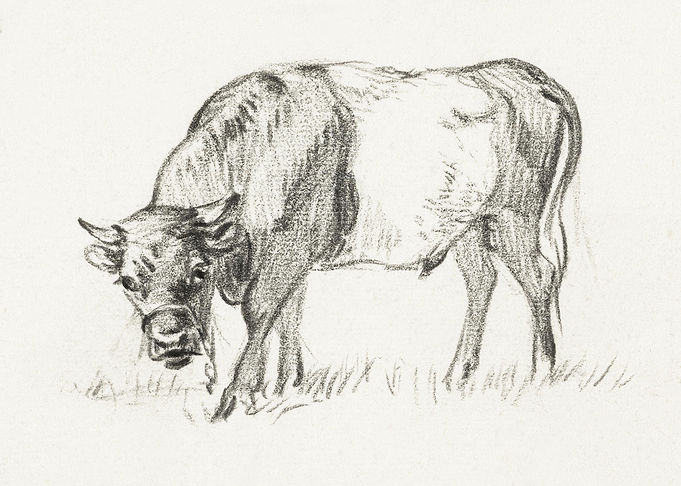 Grazing Bull Jan Van Raven