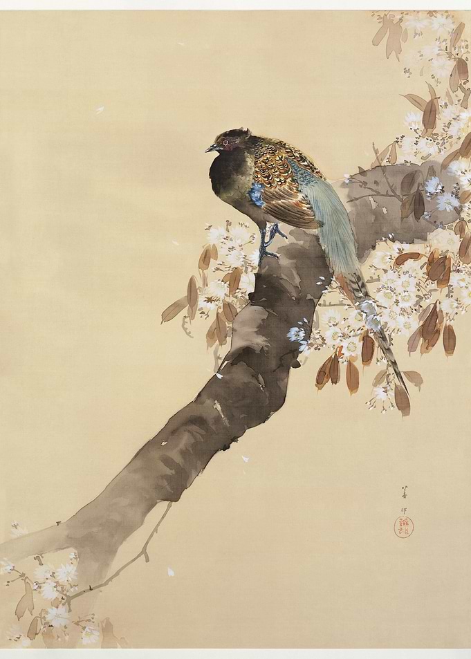 Pheasant On Cherry Blossom