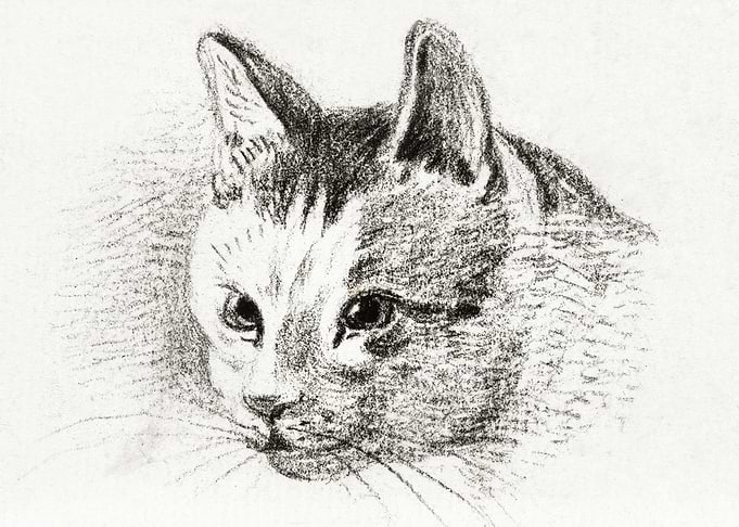 Sketch Of A Cat By Jean Be