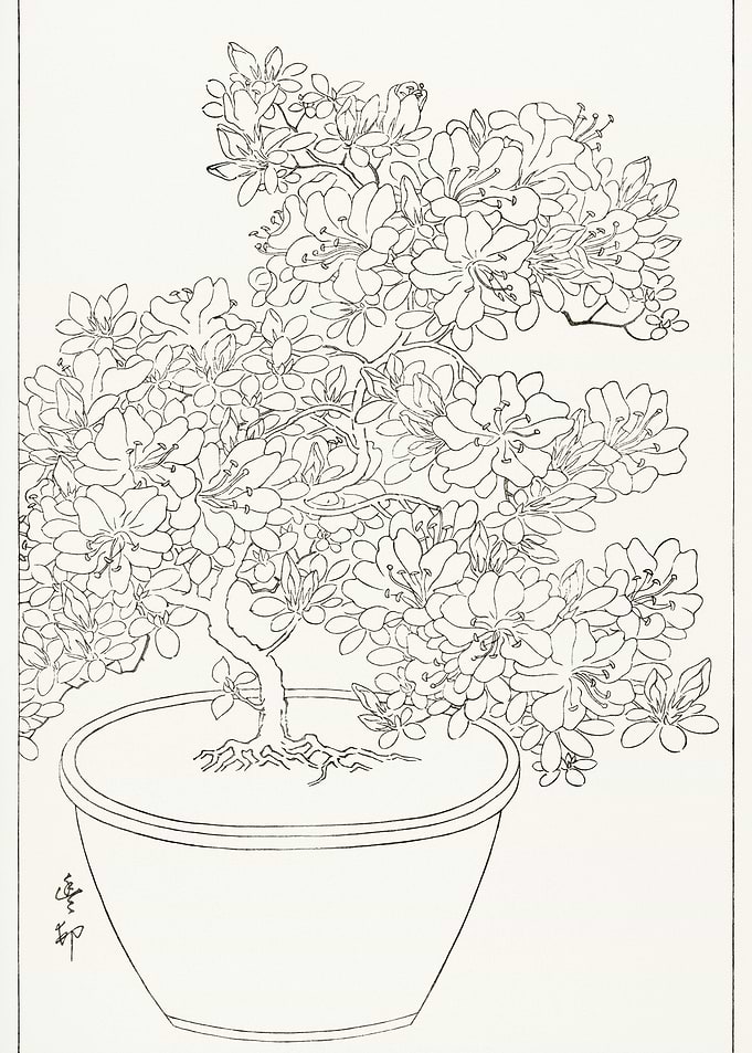 Blooming Azalea In Pot 192
