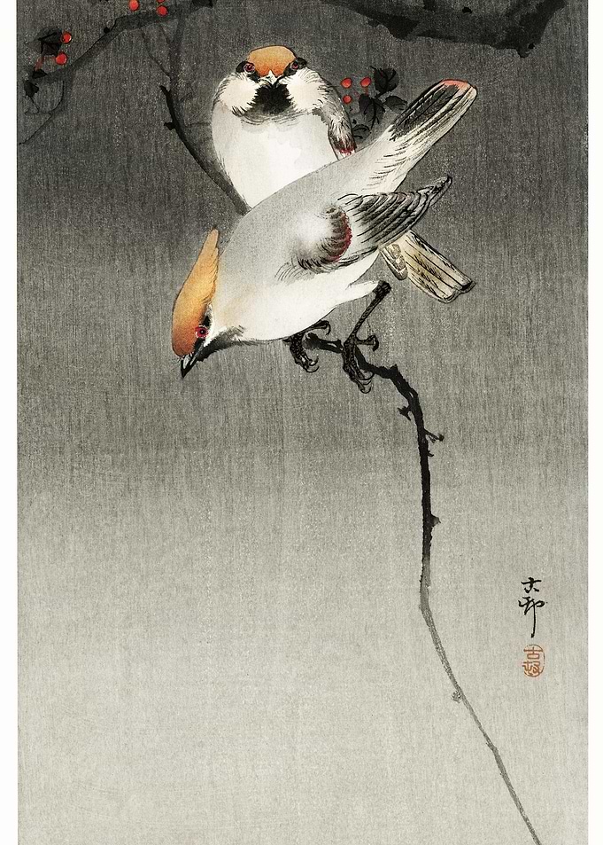 Bohemian Waxwing Birds 190