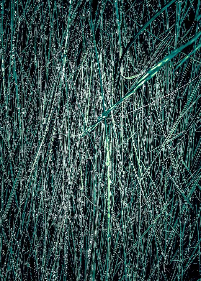 green silky grass