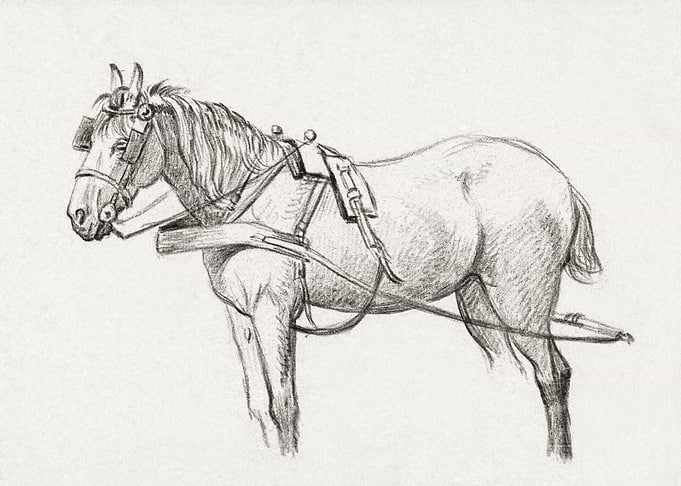 Standing Harnessed Horse 1