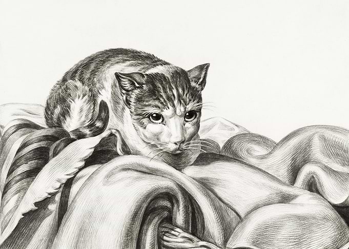 Cat Sitting In A Basket 18