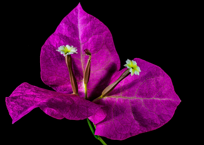 Purple Bougainvillea