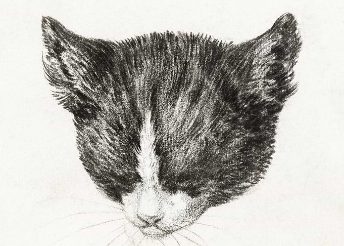 Sketch Of A Cat By Jean Be