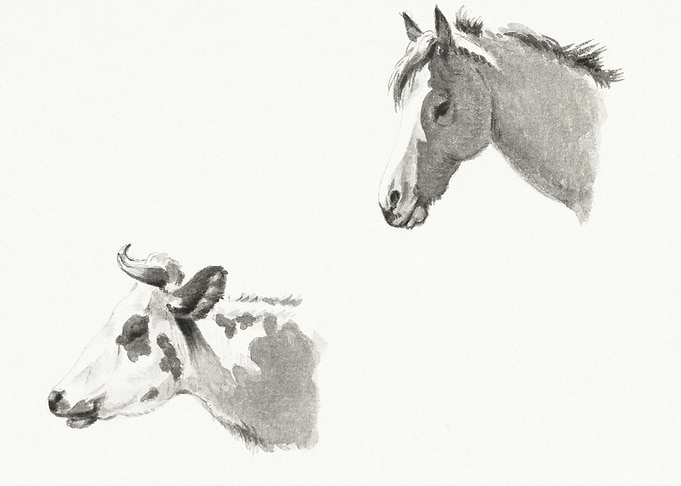 Head Of A Horse And The He