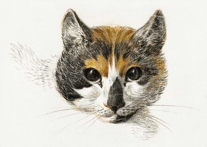 Head Of A Calico Cat With