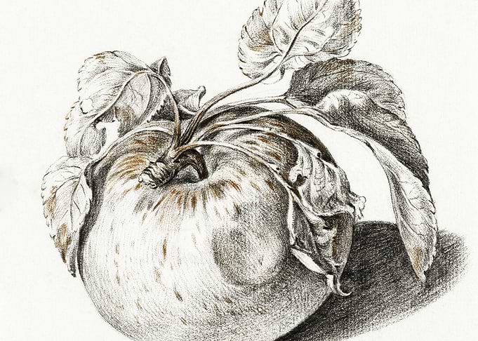 Apple By Jean Bernard 1775