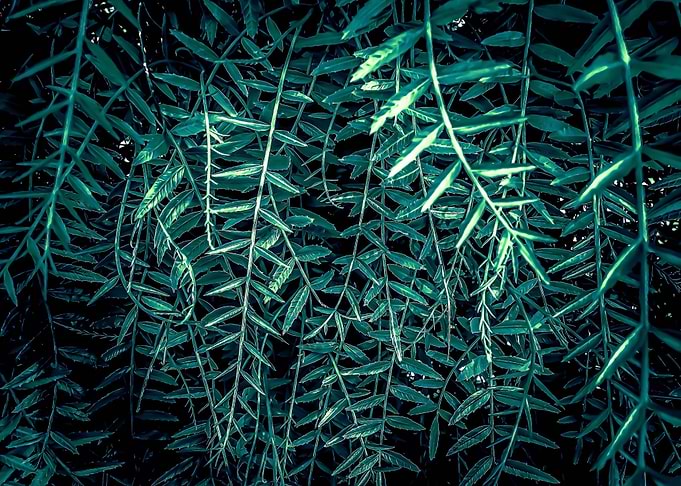 green leaves abstract