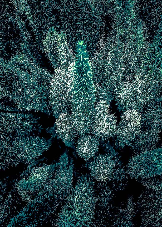 green garden