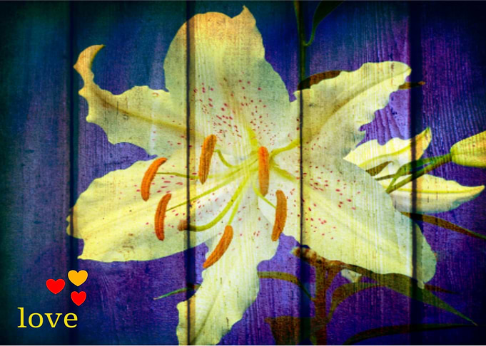 Lilly Flower Blossom