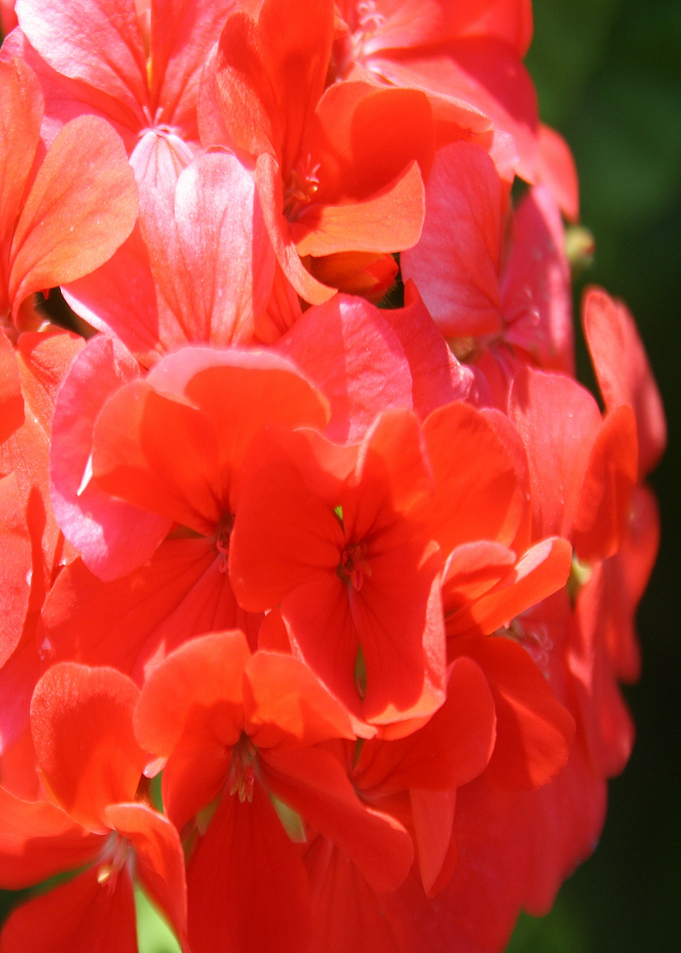 Zonal Geranium Pelargonium
