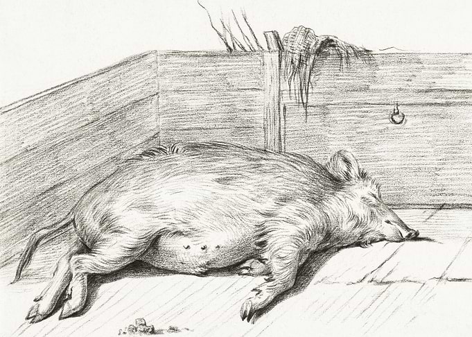 Lying Pig In The Corner Of