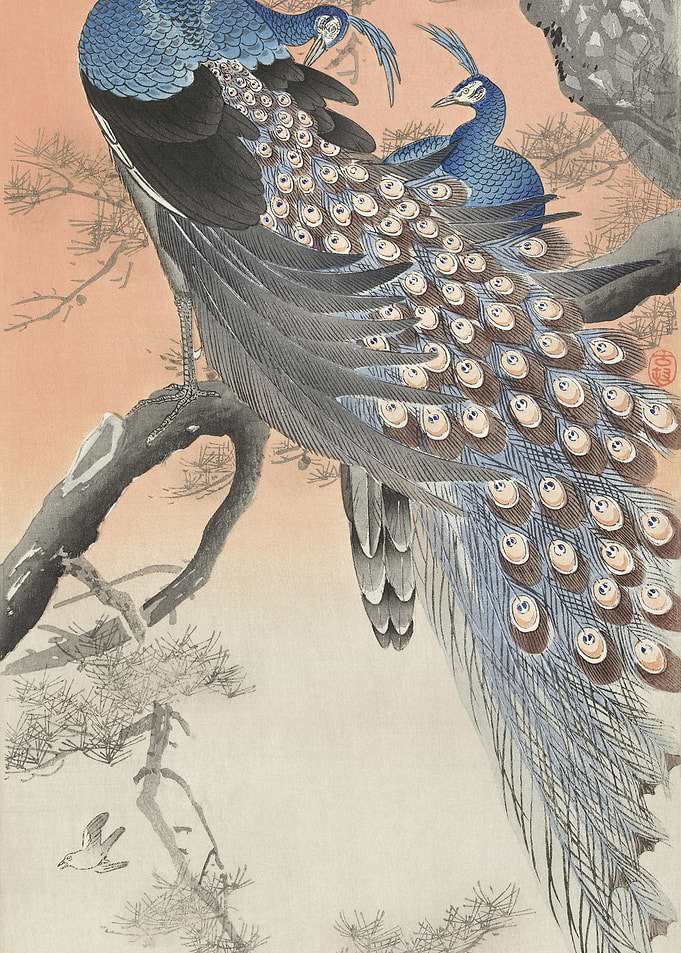 Two Peacocks On Tree Branc